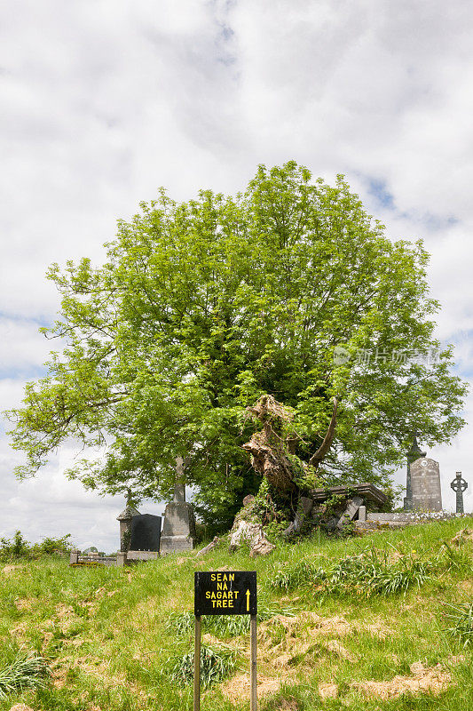 Seán na Sagart树在Ballintubber修道院，爱尔兰梅奥县。